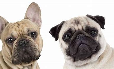 Le carlin et le bulldog français