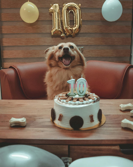 Recette de gâteau pour chien