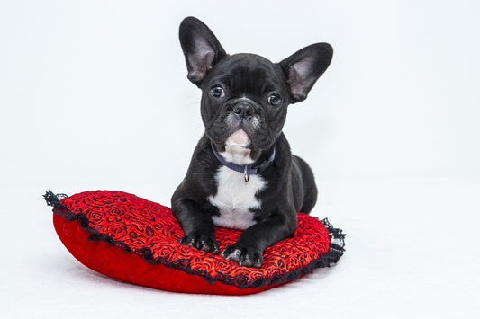 6 chiens de star française