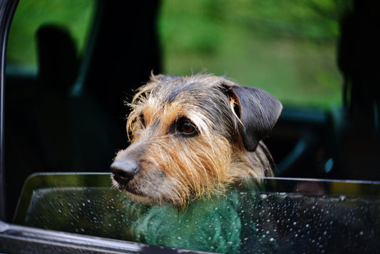 5 conseils pour voyager en voiture avec son chien en toute sécurité