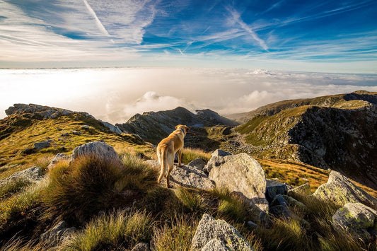 5 accessoires écoresponsables pour chiens à adopter en 2025 🌱