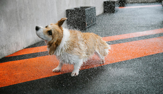 Comment bien sécher son chien après le bain ou la baignade