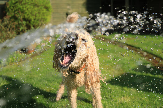 DIY été : 5 idées simples pour rafraîchir et amuser votre chien à la maison
