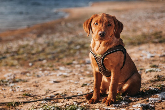 Les 5 meilleurs harnais pour chien 2025