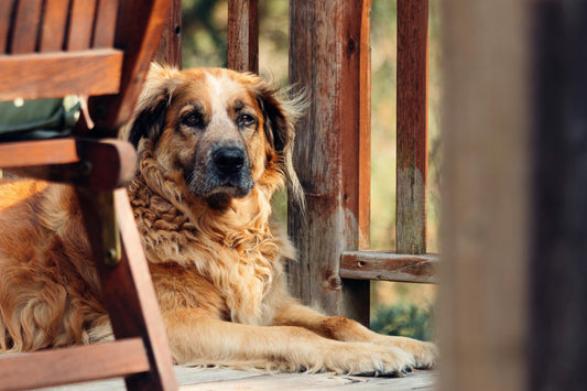 Pourquoi les chiens vivent-ils plus longtemps ?