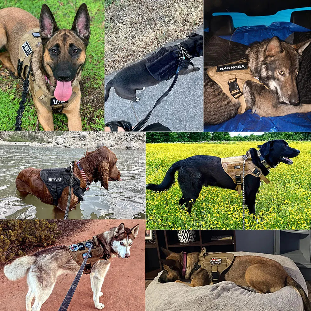 Harnais Gros chien | TitonHarnessâą