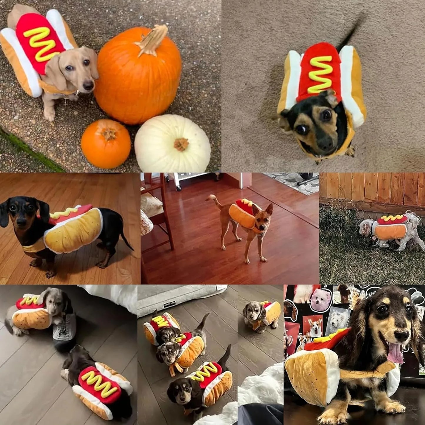 Deguisement chien ToutouâDog
