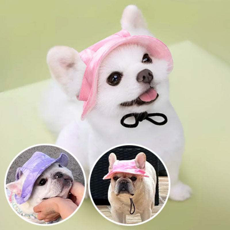 chapeau-pour-chien-violet
