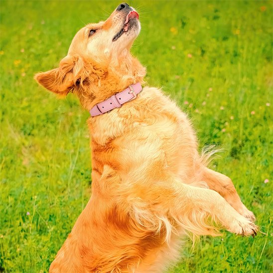 Collier chien