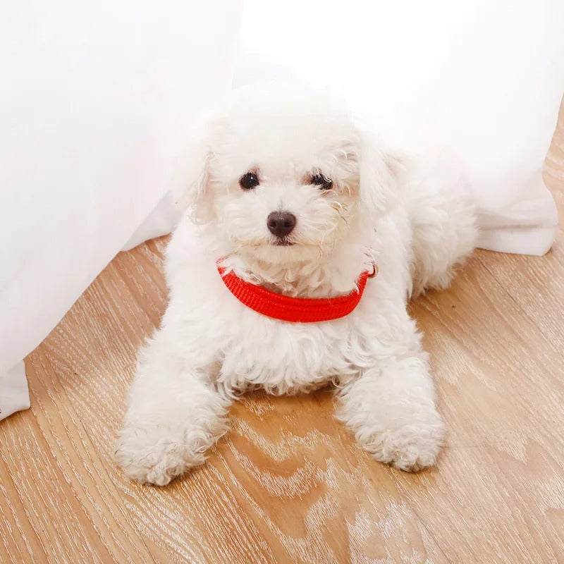 collier pour chien en nylon rouge