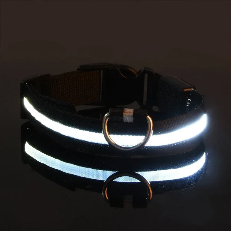 collier-lumineux-pour-chien-blanc