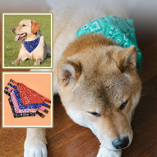 collier-pour-chien-bandana