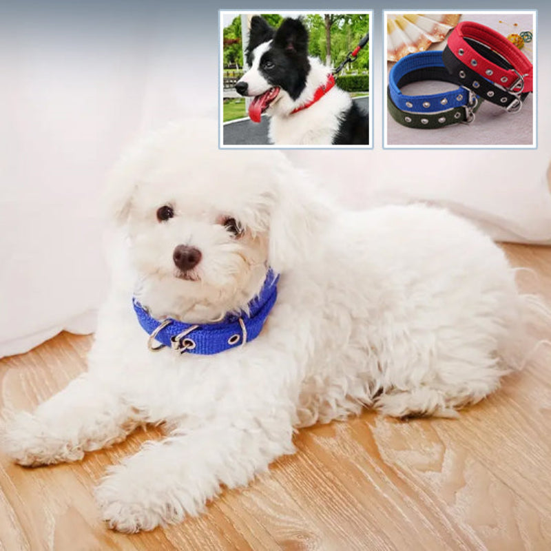 collier pour chien en nylon bleu