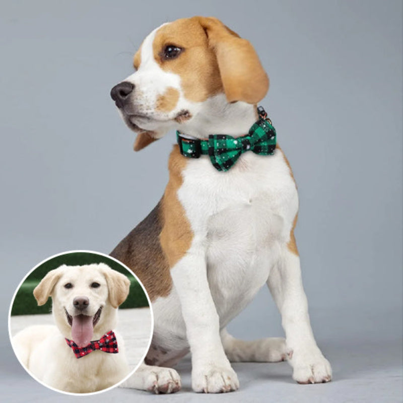 collier-pour-chien-festif-vert