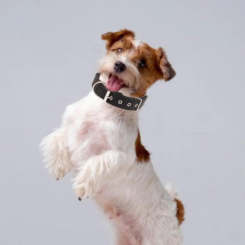 collier pour chien noir