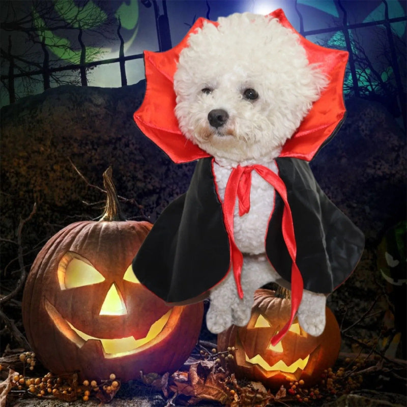 caniche avec un déguisement de dracula