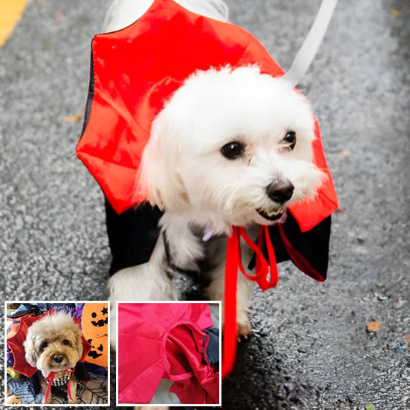 petit chien déguisé en vampire dracula