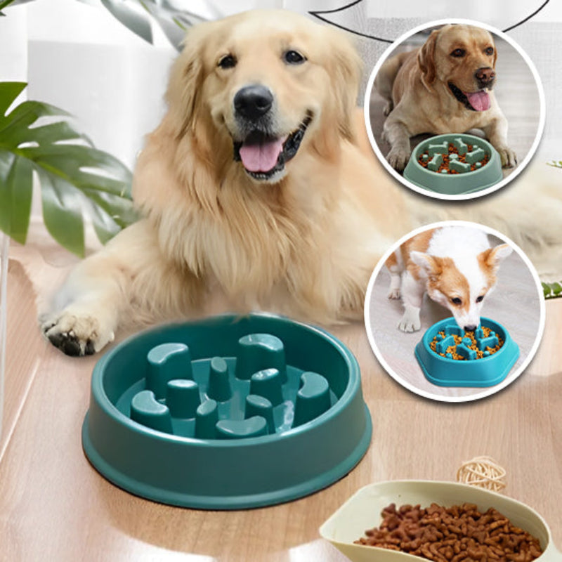 différents chiens avec des gamelles anti glouton vert
