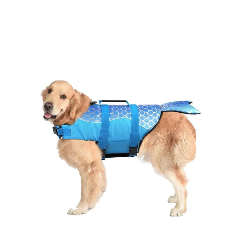 chien avec un gilet de sauvetage bleu