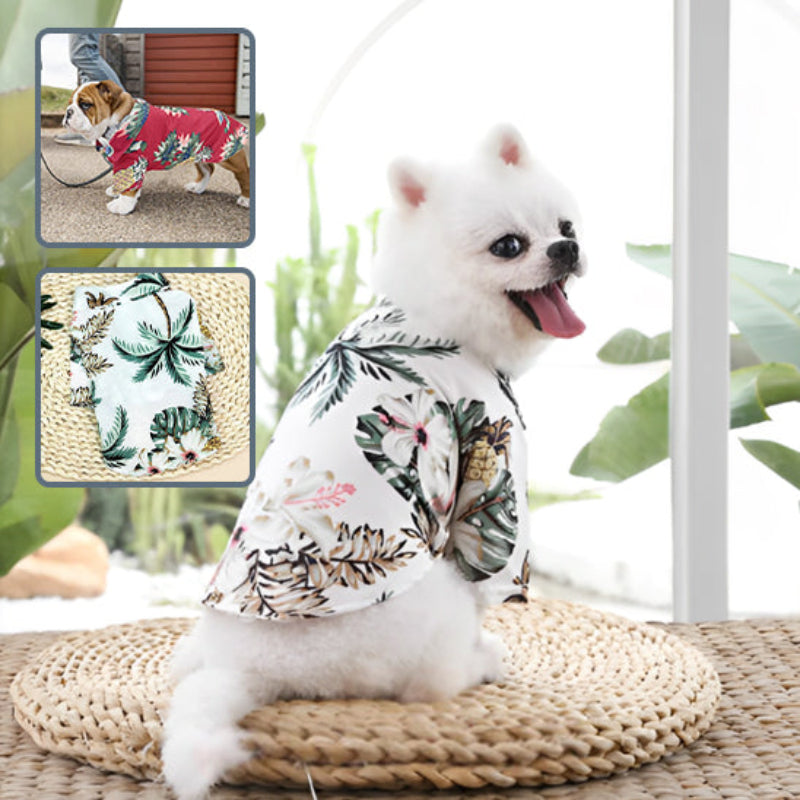 petit chien avec une chemise d'été pour chien