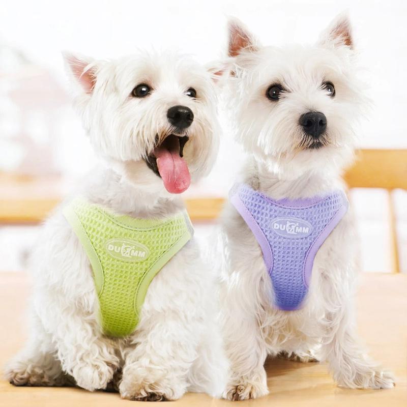 deux petits chiens avec harnais violet et vert