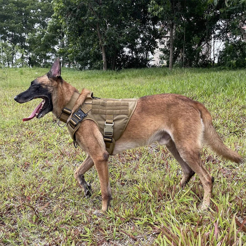 harnais style militaire sur un grand chien