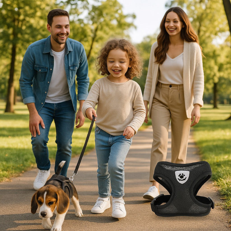 chiot en ballade avec un harnais petit chien noir