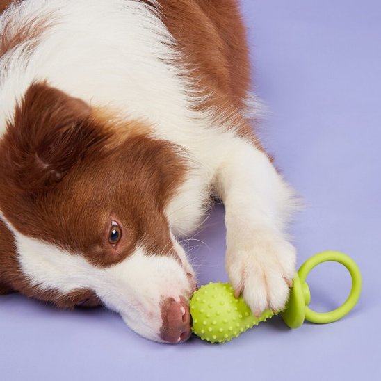 Jouet chien