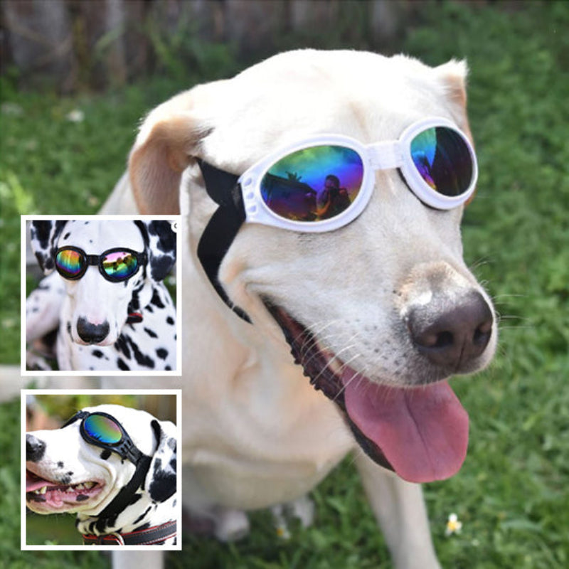 lunette-pour-chien-blanc