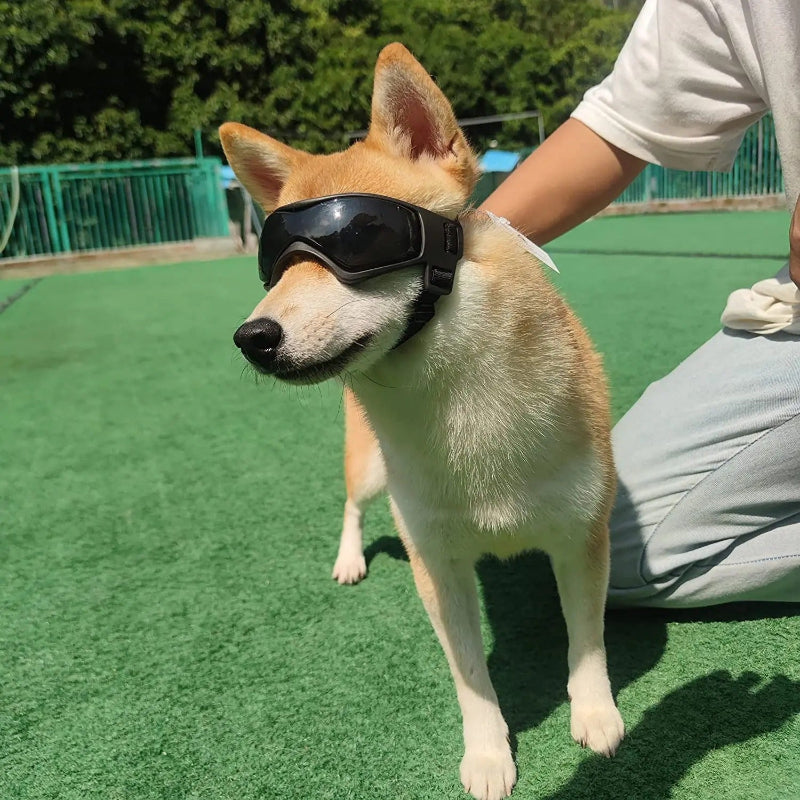 lunette-pour-chien-en-moto