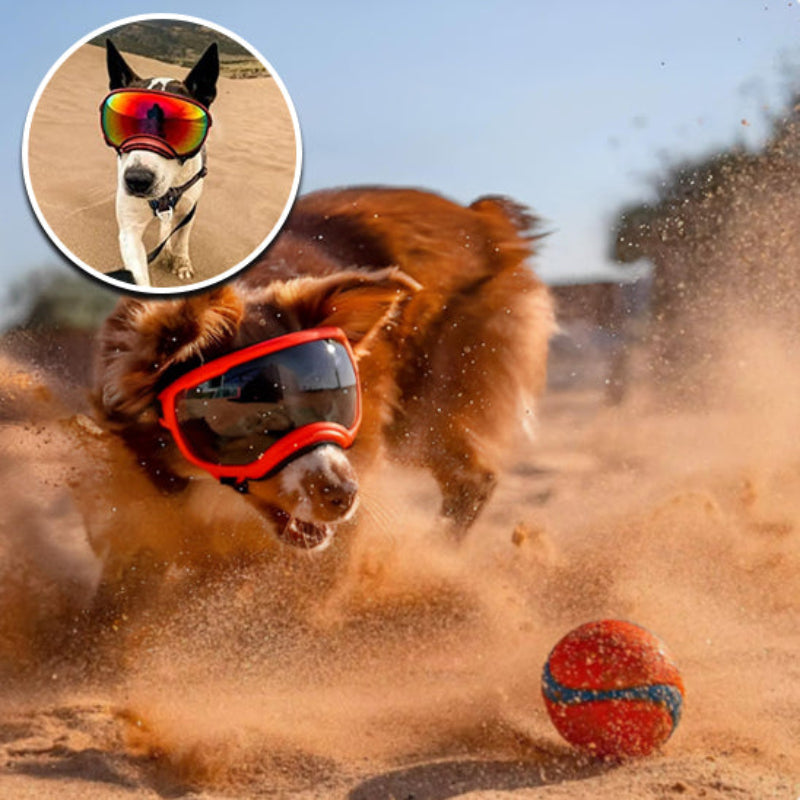 lunette-pour-chien-moto-orange