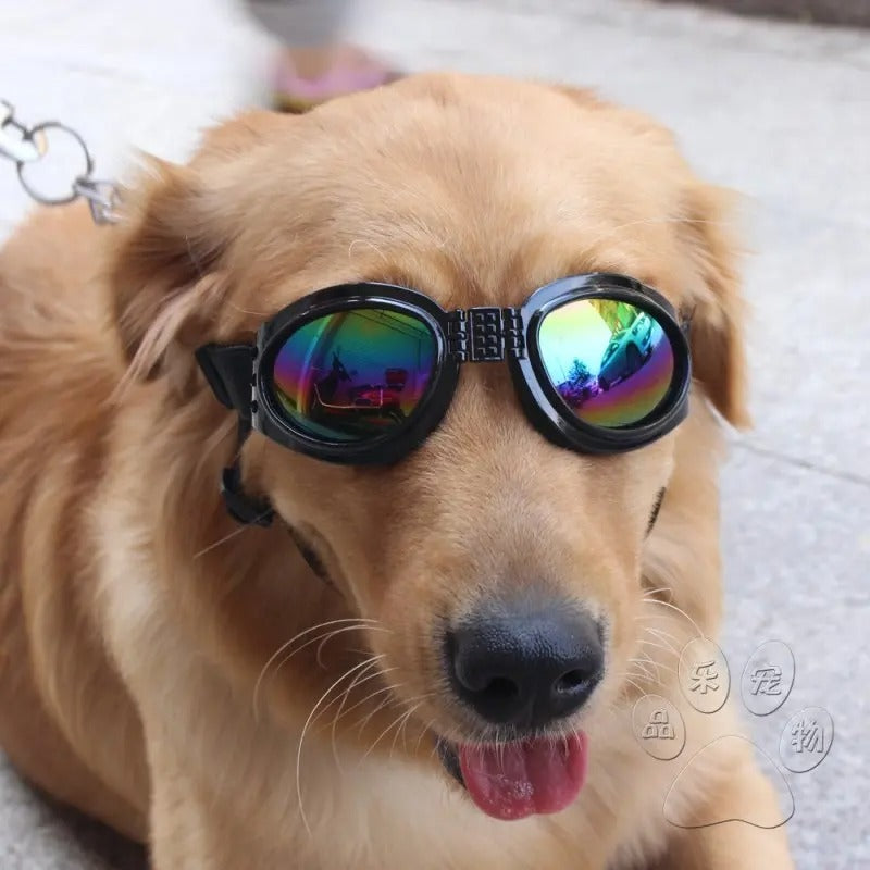 lunette-pour-chien-noir