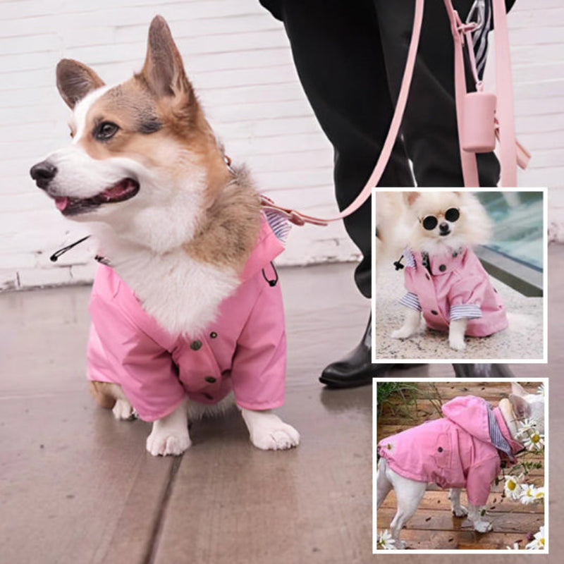 corgi avec un manteau impermeable chien rose