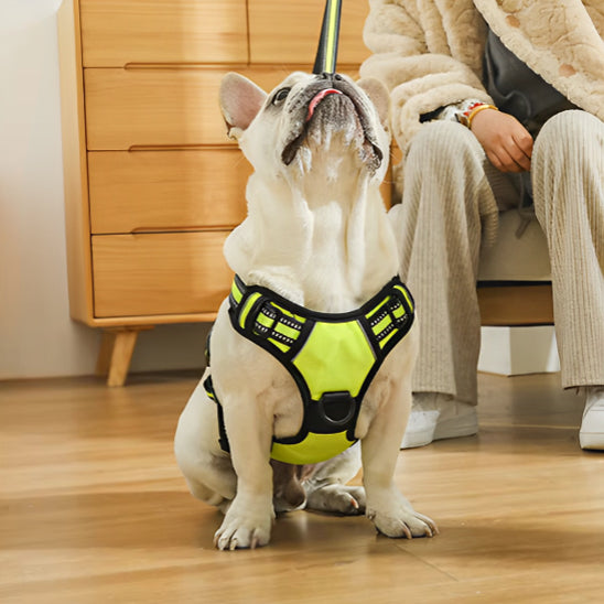 Harnais pour chien | NoPull Pro™