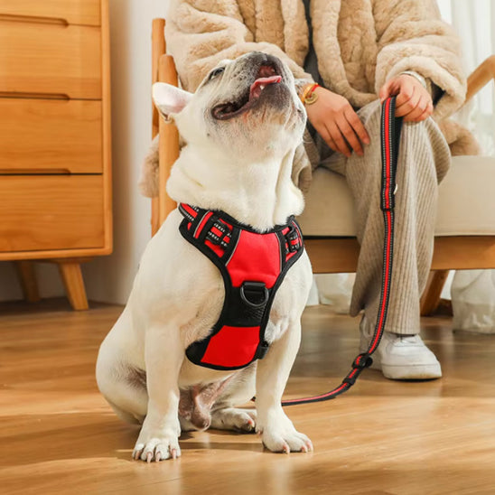 Harnais pour chien | NoPull Pro™