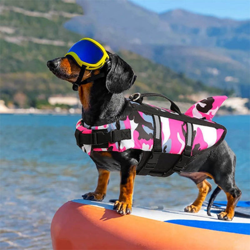 petit chien avec gilet de sauvetage