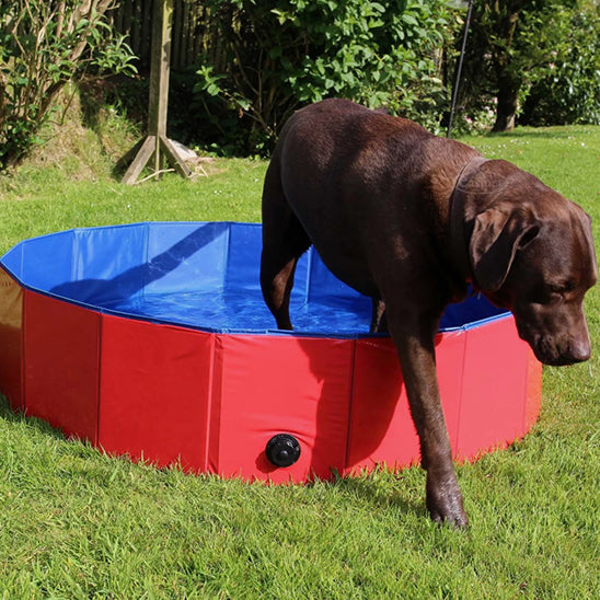 Piscine pour chien | SplashDogâą
