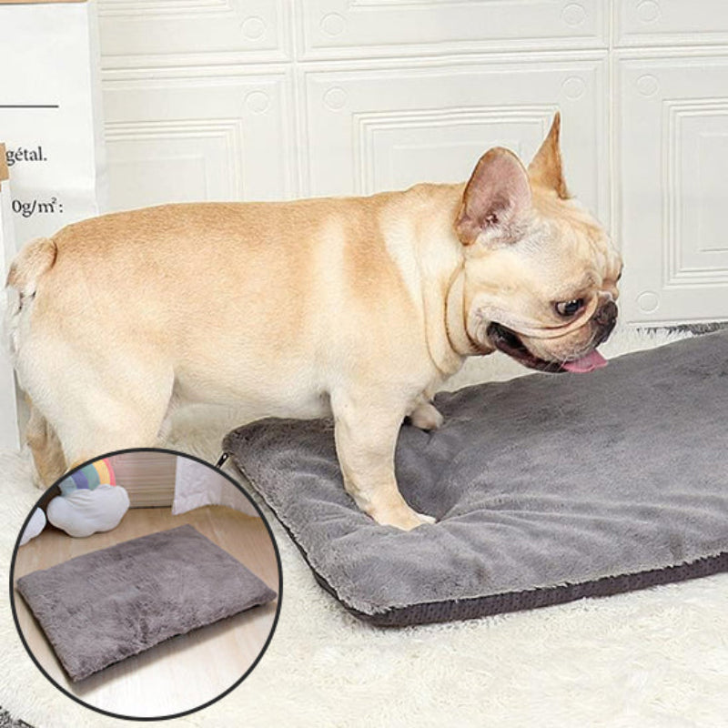 chien sur un tapis pour chien gris