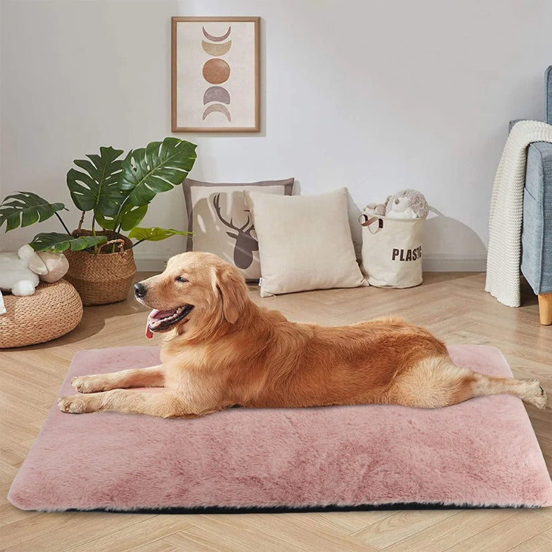 golden sur un tapis pour chien rose