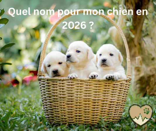 Quel nom pour mon chien en 2026 ?