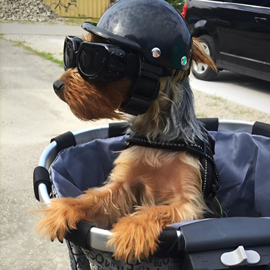 Voyager avec son chien en moto