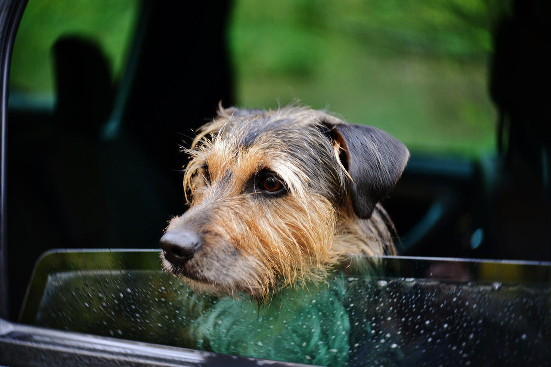 5 conseils pour voyager en voiture avec son chien en toute sécurité