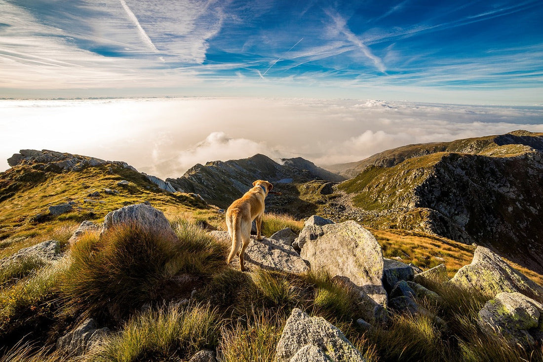 5 accessoires écoresponsables pour chiens à adopter en 2025 🌱