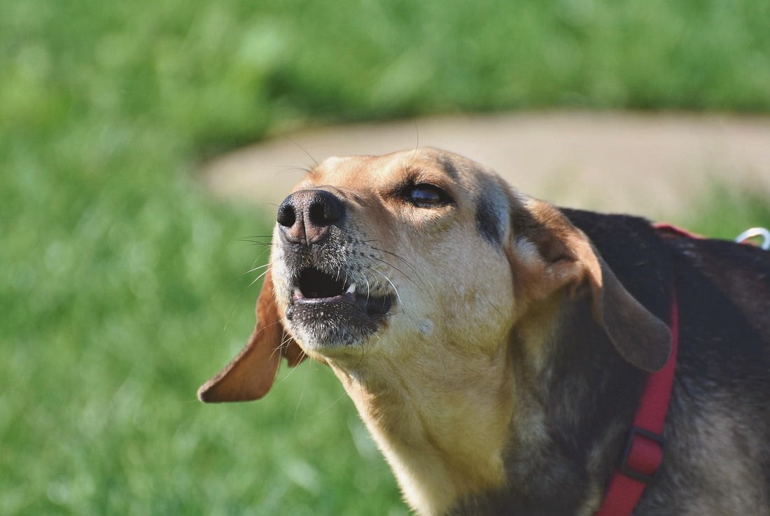 8 astuces incontournables pour aider votre chien à mieux socialiser