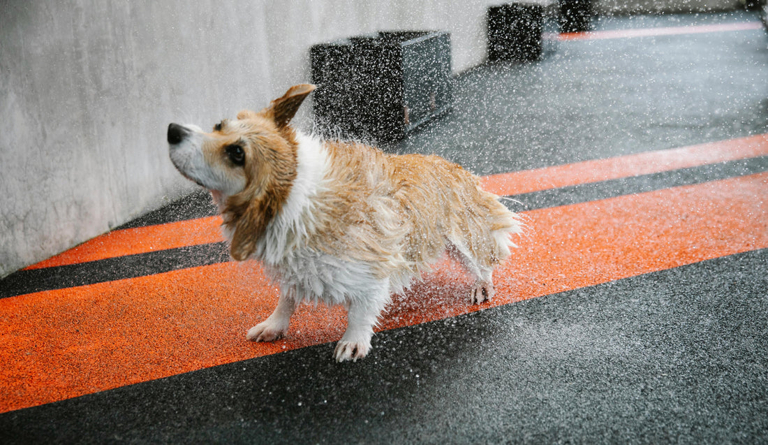 Comment bien sécher son chien après le bain ou la baignade