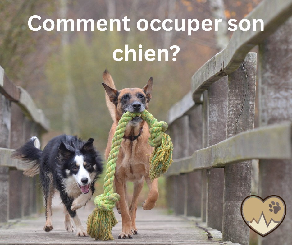 comment occuper son grand chien 