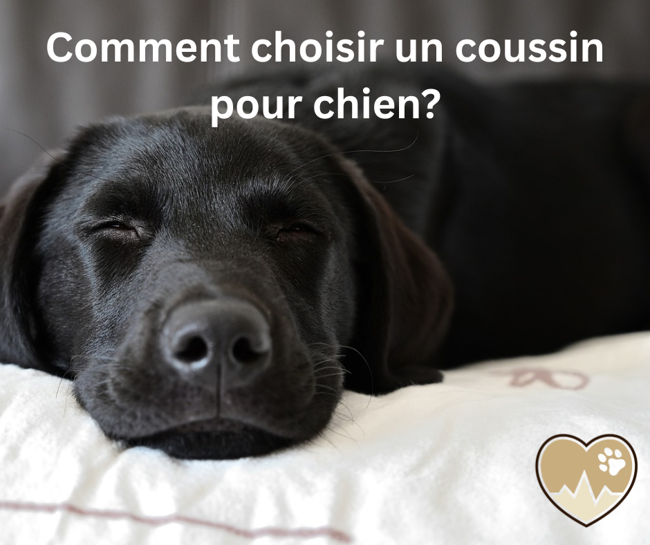 labrador couché sur un coussin pour chien