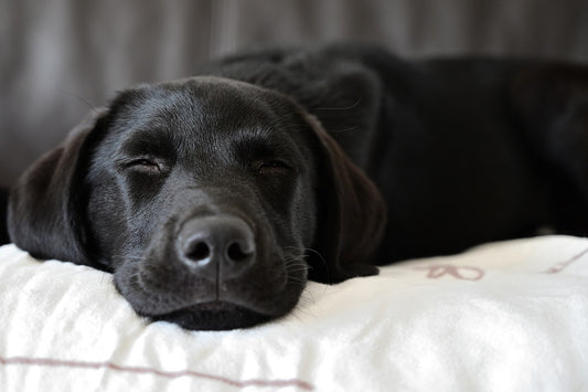 Comment choisir un coussin pour chien?