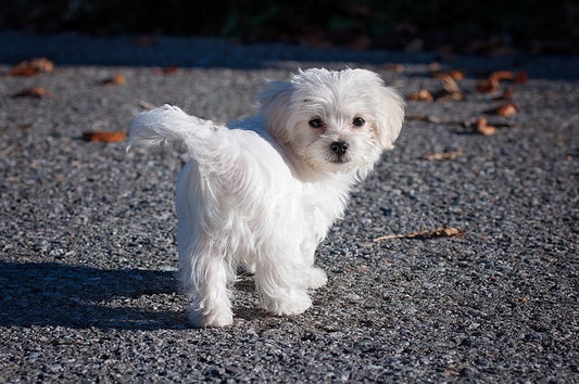 10 - races de petit chien