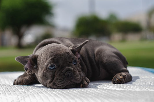 Quel nom pour mon chien en 2024 ?